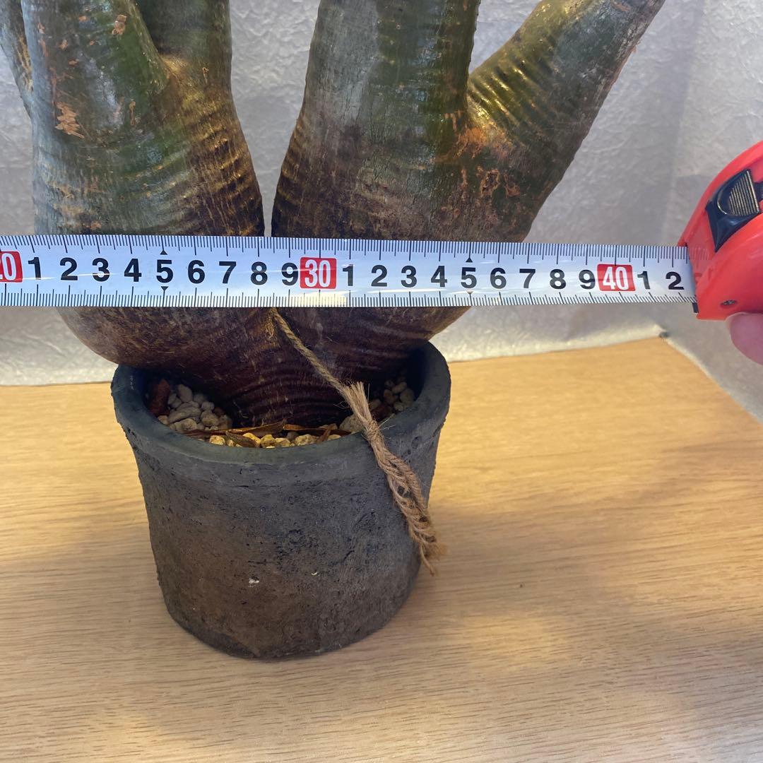 グラキリス多頭 大 現地球