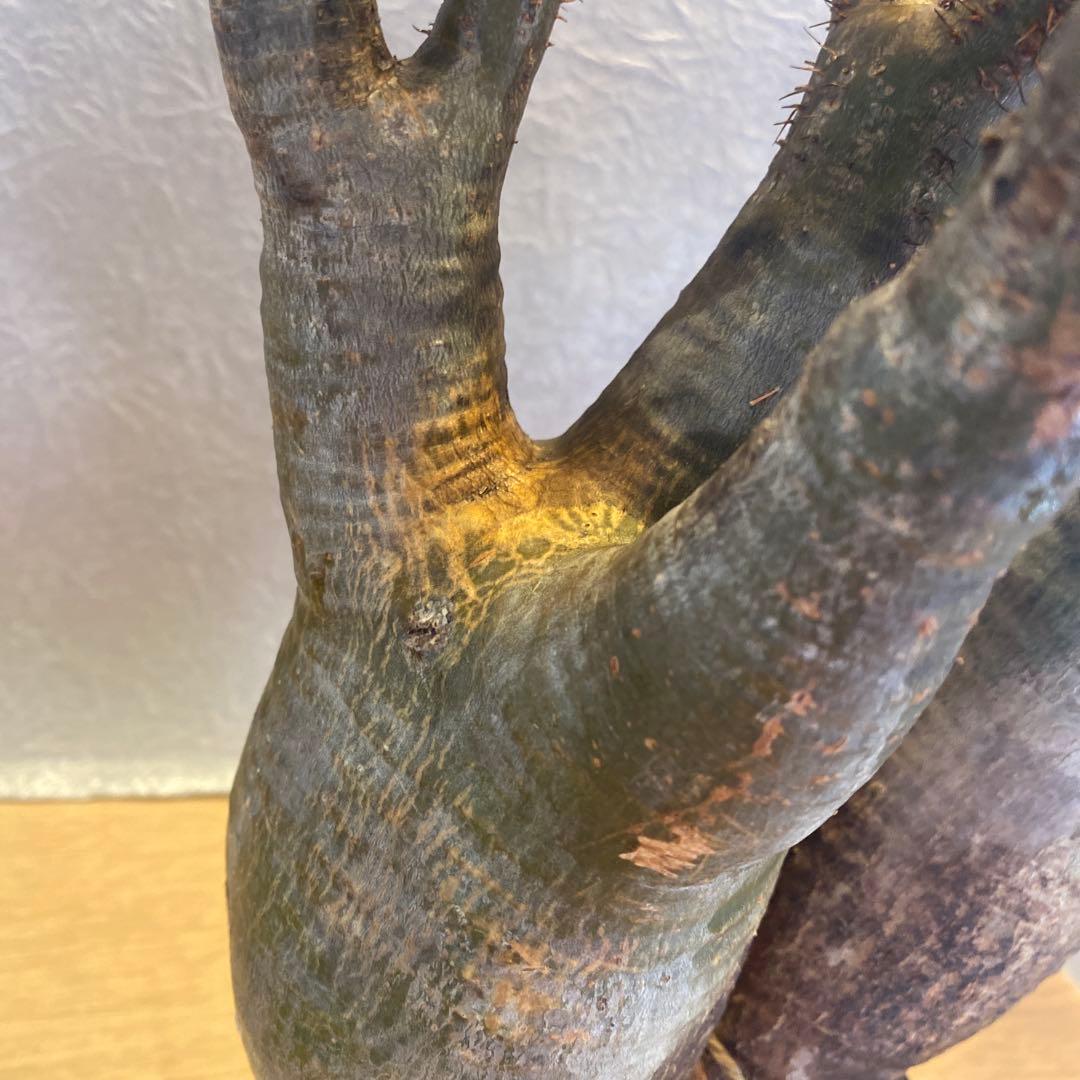 グラキリス多頭 大 現地球