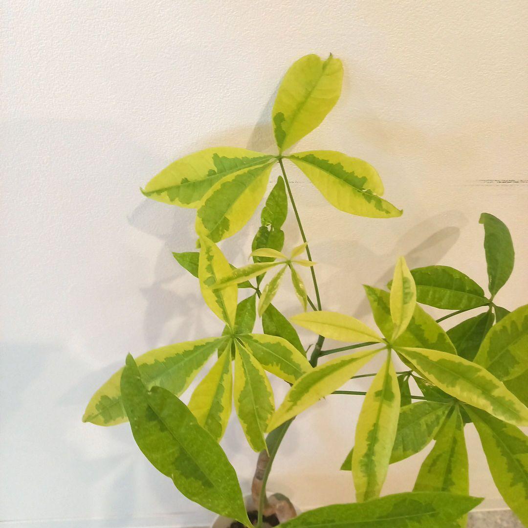 紅*椿様 超絶希少 パキラムーンライト 実生 幹太曲がり 極上斑入り