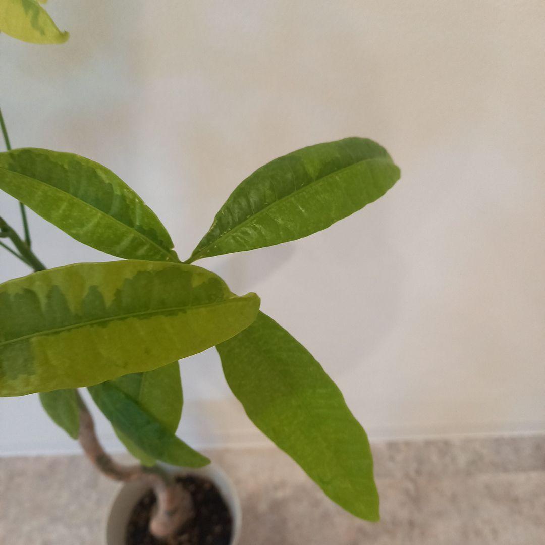 紅*椿様 超絶希少 パキラムーンライト 実生 幹太曲がり 極上斑入り