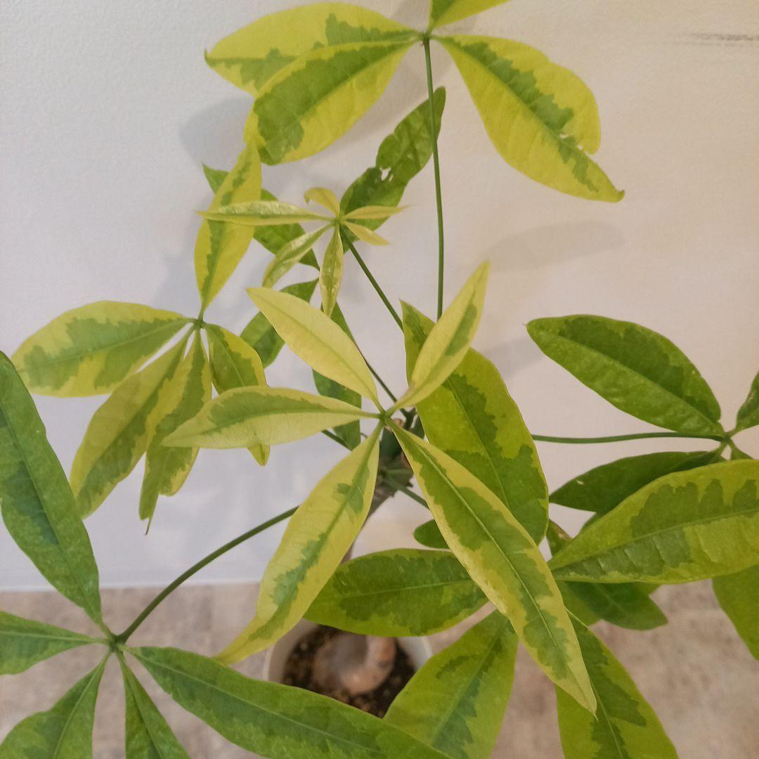 紅*椿様 超絶希少 パキラムーンライト 実生 幹太曲がり 極上斑入り