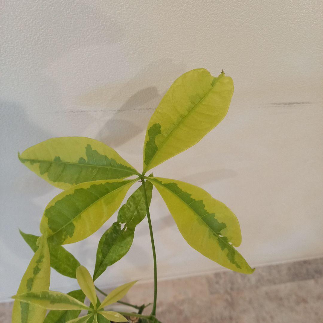 紅*椿様 超絶希少 パキラムーンライト 実生 幹太曲がり 極上斑入り