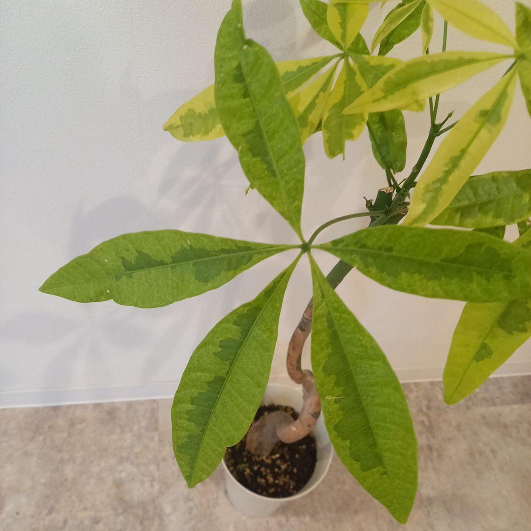 紅*椿様 超絶希少 パキラムーンライト 実生 幹太曲がり 極上斑入り