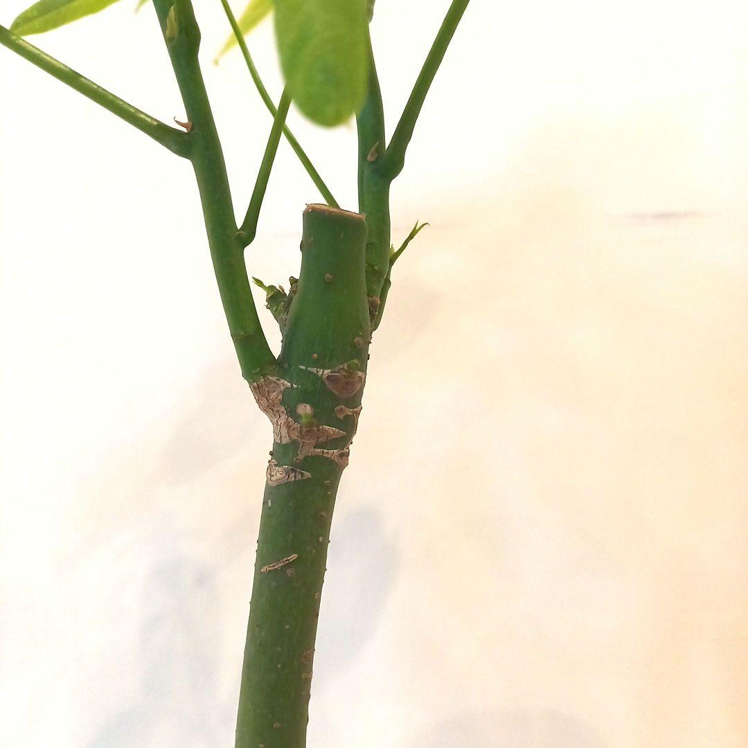 紅*椿様 超絶希少 パキラムーンライト 実生 幹太曲がり 極上斑入り