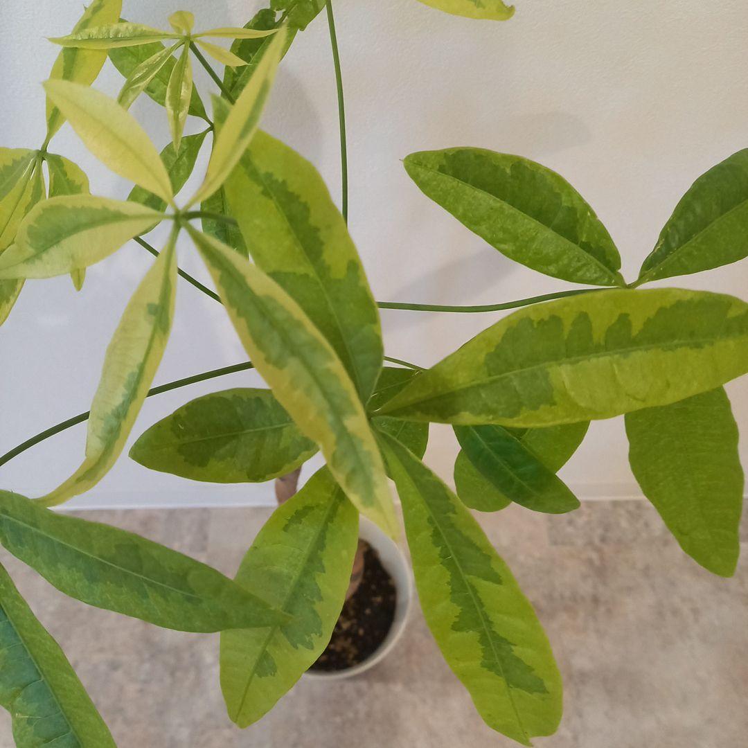 紅*椿様 超絶希少 パキラムーンライト 実生 幹太曲がり 極上斑入り