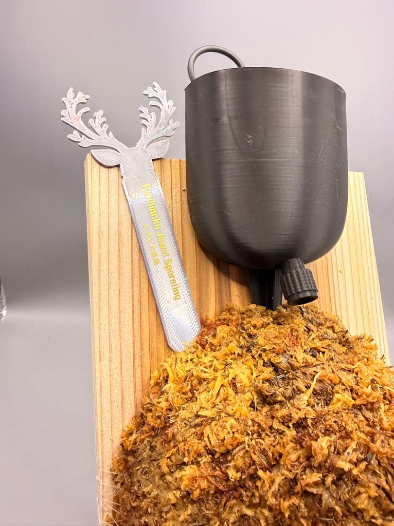 極大サイズ ビカクシダ P.willinckii 'Jewel' spore - メルカリ