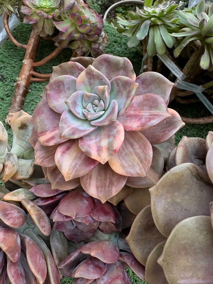 多肉植物　パープルディライト錦