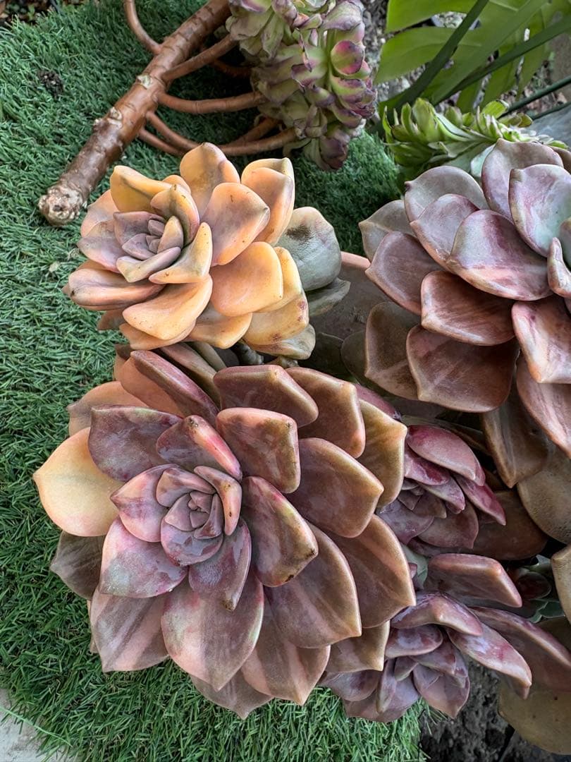 多肉植物　パープルディライト錦