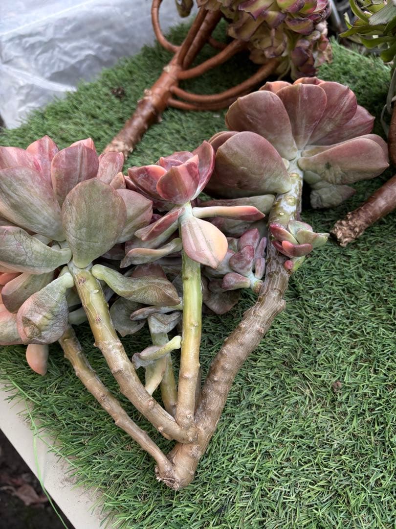 多肉植物　パープルディライト錦