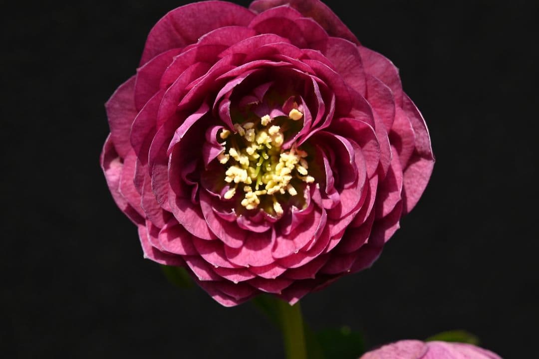 クリスマスローズ 認定！アンティークアフロディーテ 加藤農園 - メルカリ