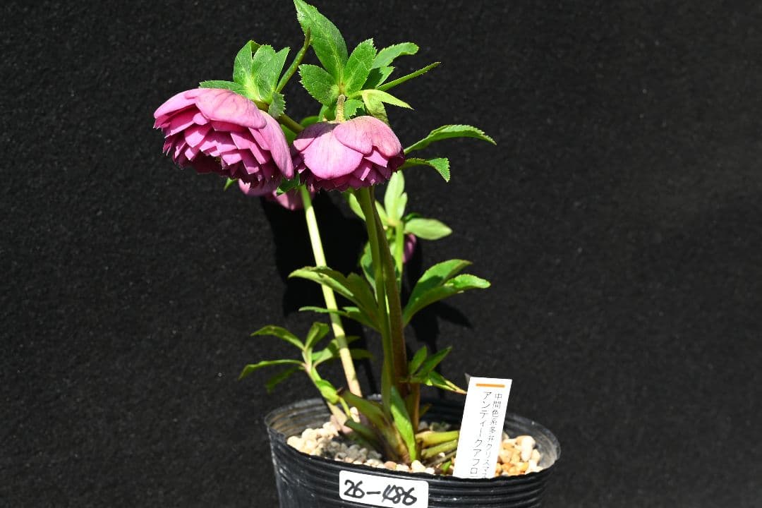 クリスマスローズ 認定！アンティークアフロディーテ 加藤農園 - メルカリ