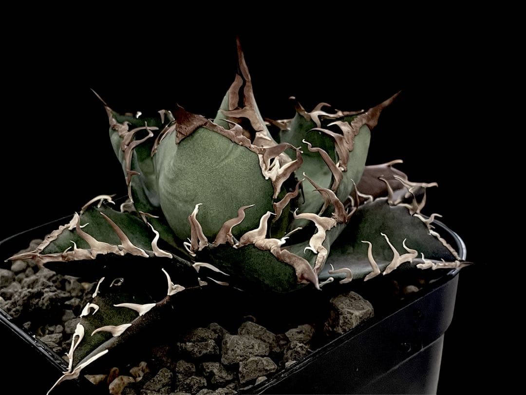 レア特価【CG産】アガベ チタノタ　シチリア　スパチタ　カクタスグリーン　子株