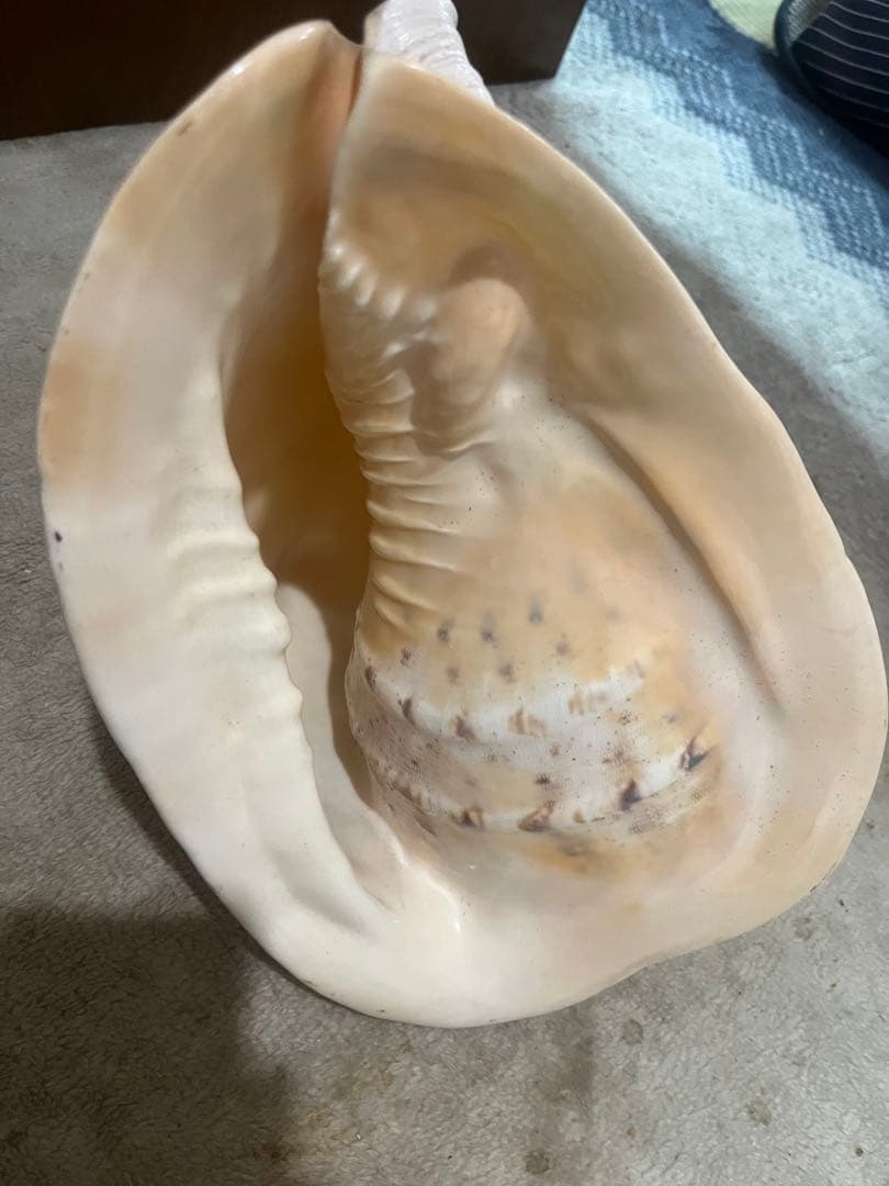 大きな貝、約100歳　約20 × 25 × 20センチ￼