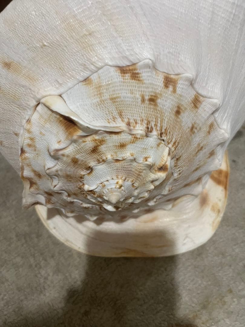 大きな貝、約100歳　約20 × 25 × 20センチ￼