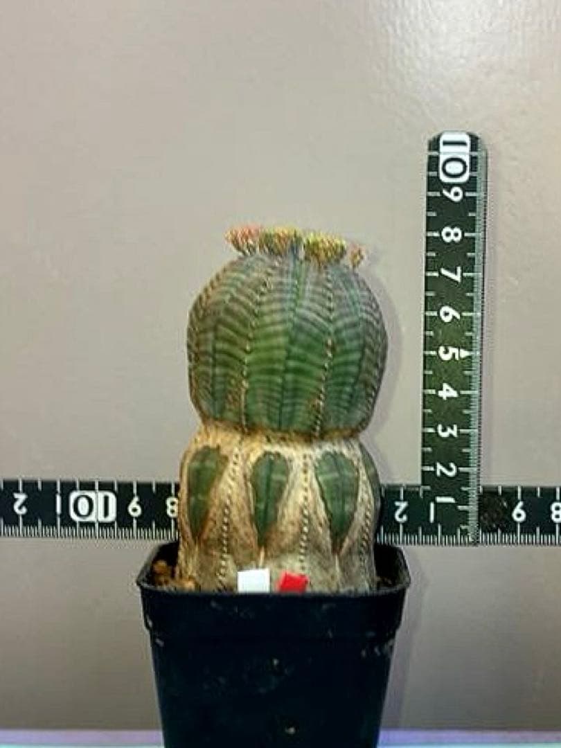 《2.5号WR》ユーフォルビア　オールドオベサ　雌株