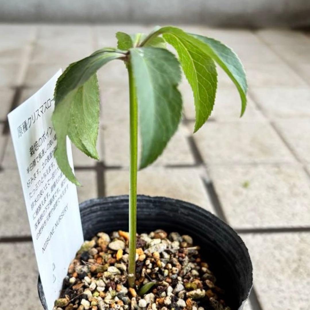 原種クリスマスローズ　クロアチカス　アトロルーベンス　デュメトルム　交配　苗