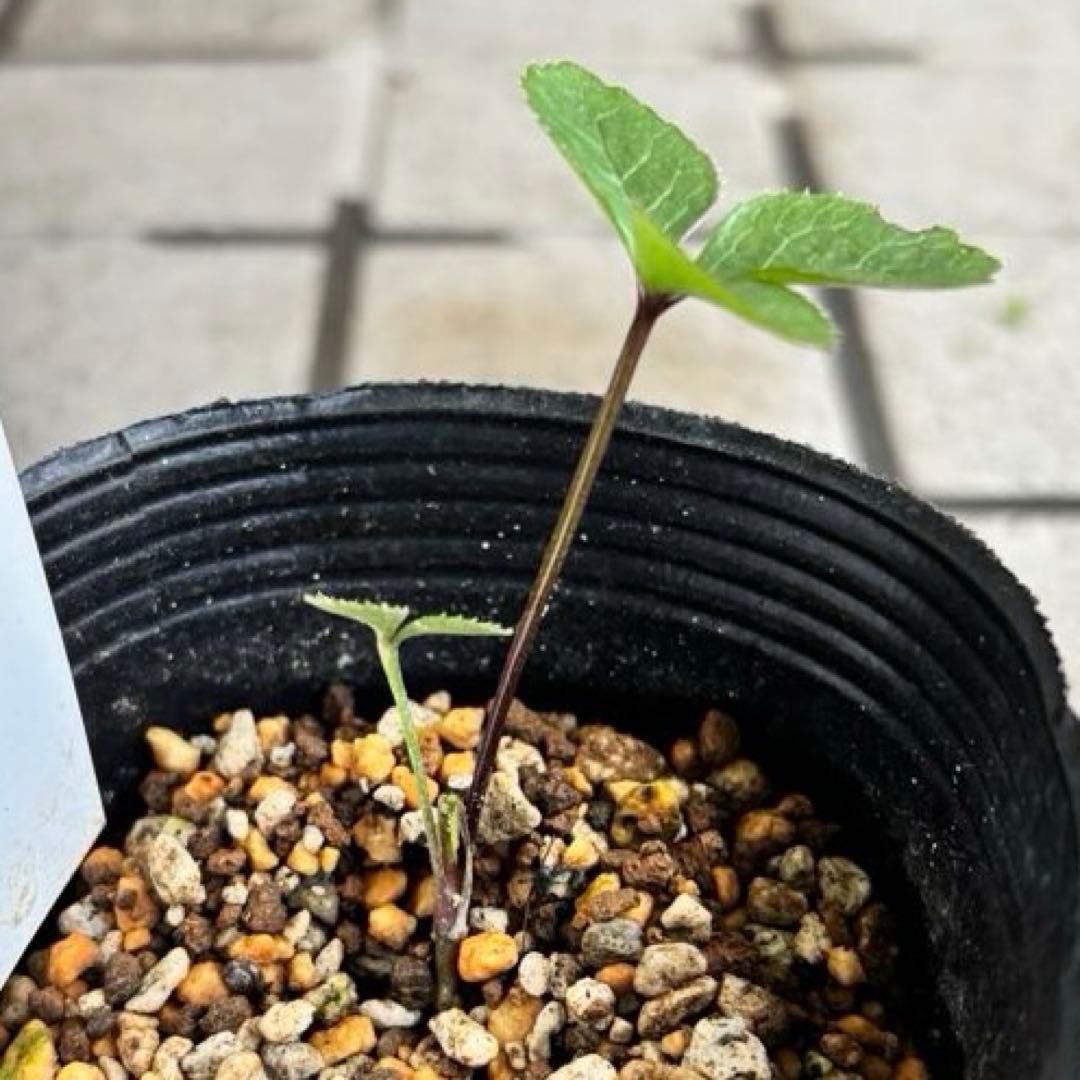 原種クリスマスローズ　クロアチカス　アトロルーベンス　デュメトルム　交配　苗