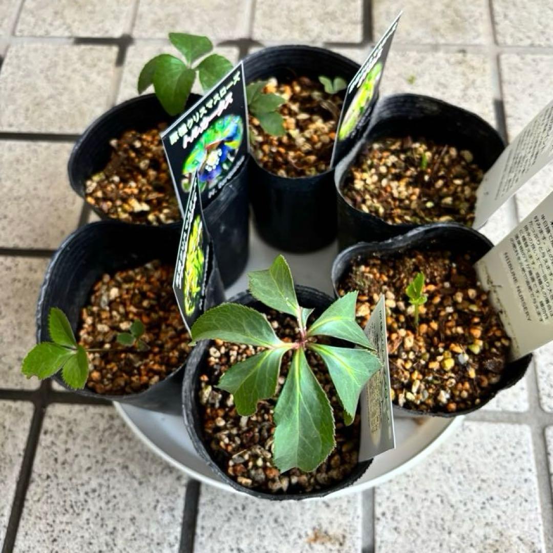 原種クリスマスローズ　クロアチカス　アトロルーベンス　デュメトルム　交配　苗