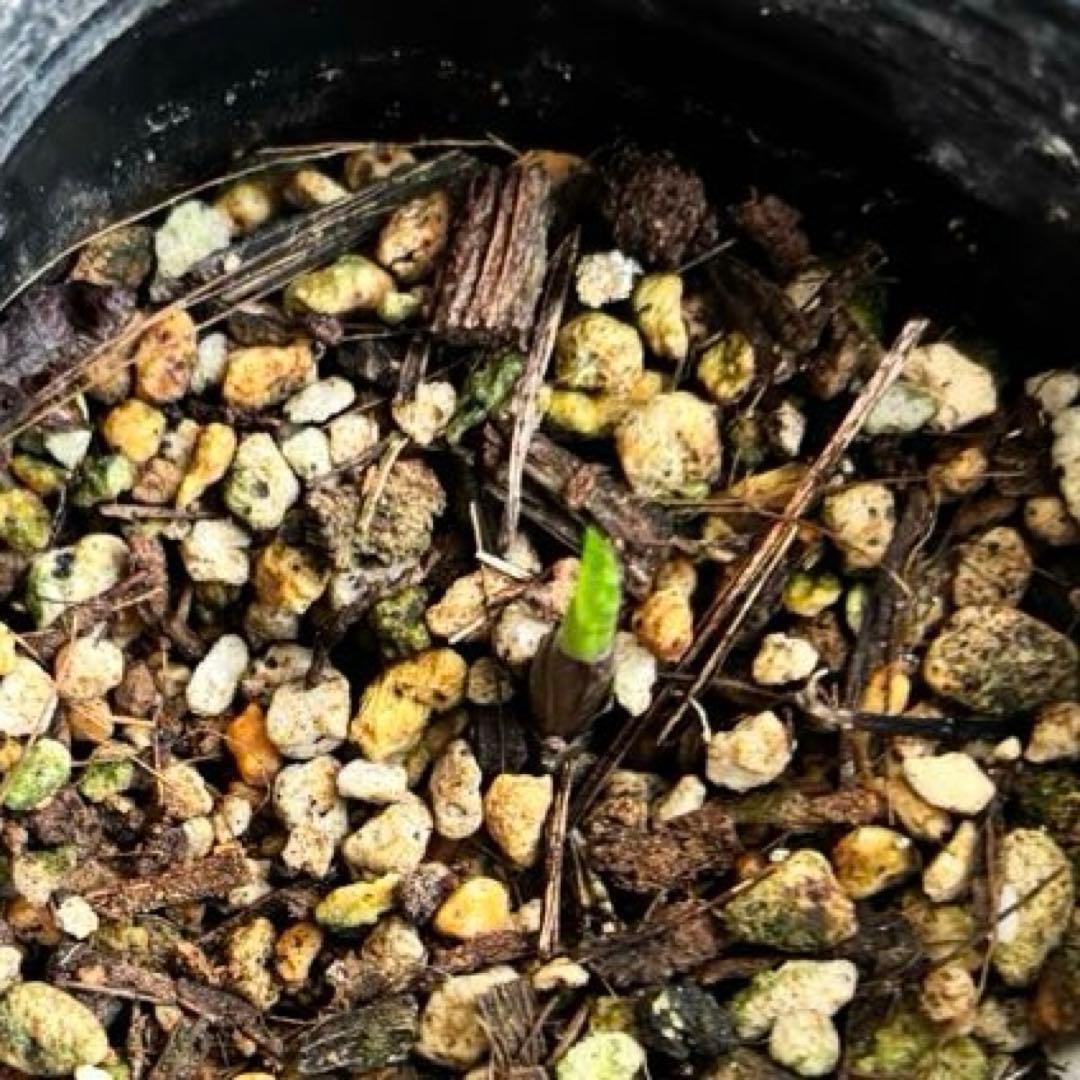 原種クリスマスローズ　クロアチカス　アトロルーベンス　デュメトルム　交配　苗