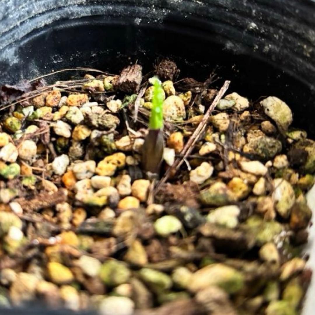 原種クリスマスローズ　クロアチカス　アトロルーベンス　デュメトルム　交配　苗