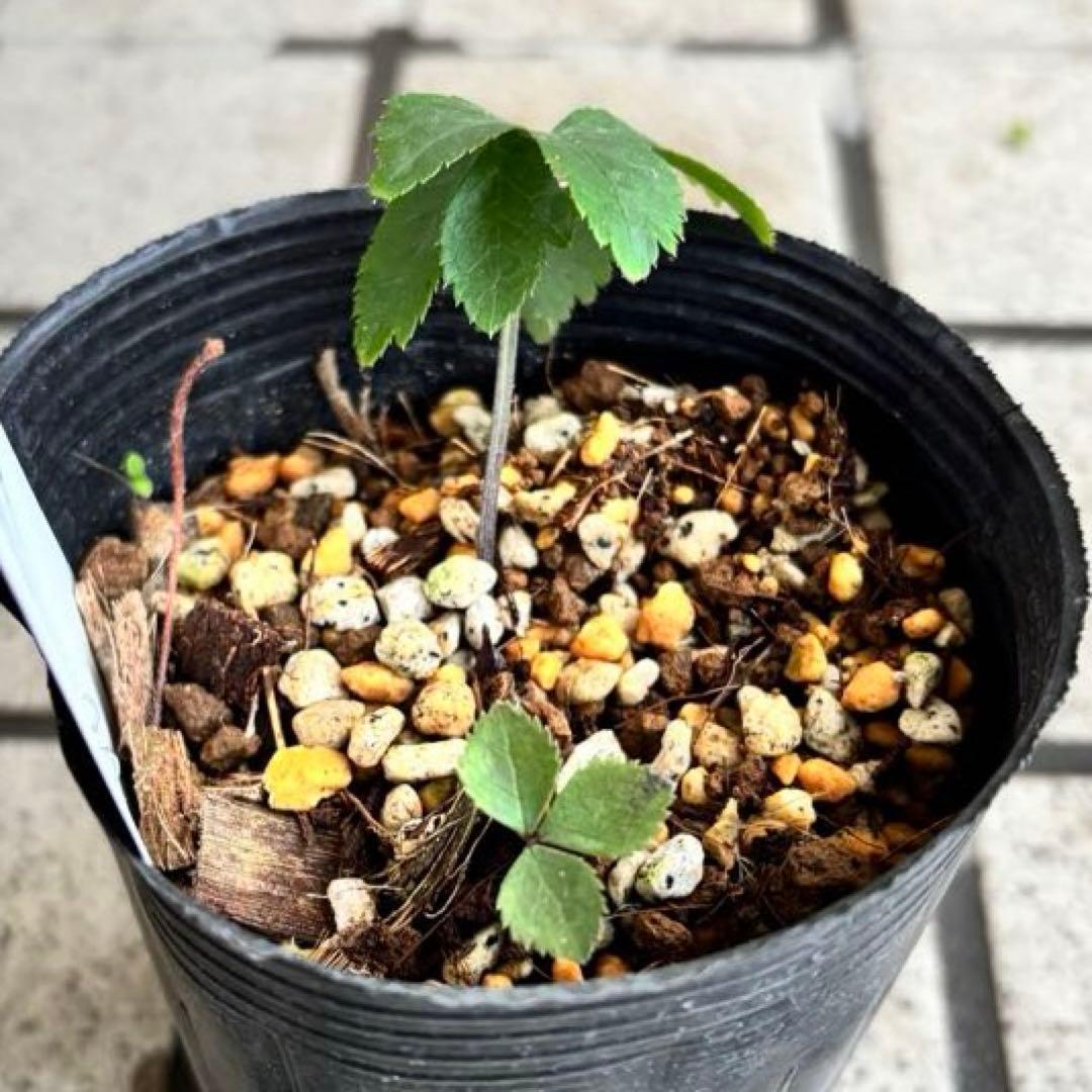 原種クリスマスローズ　クロアチカス　アトロルーベンス　デュメトルム　交配　苗