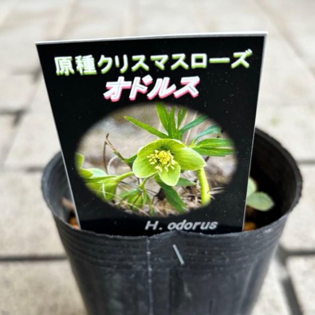 原種クリスマスローズ　クロアチカス　アトロルーベンス　デュメトルム　交配　苗
