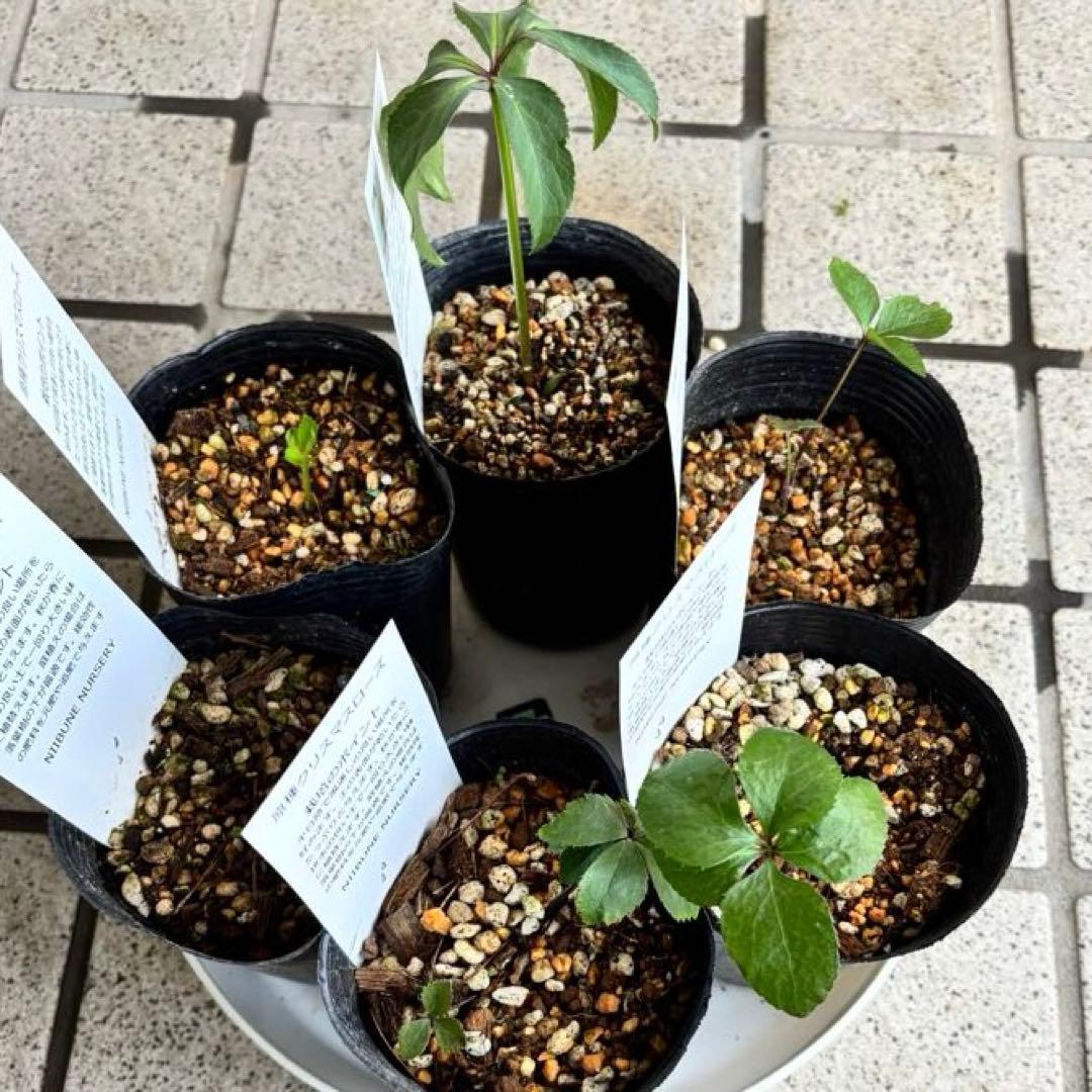 原種クリスマスローズ　クロアチカス　アトロルーベンス　デュメトルム　交配　苗