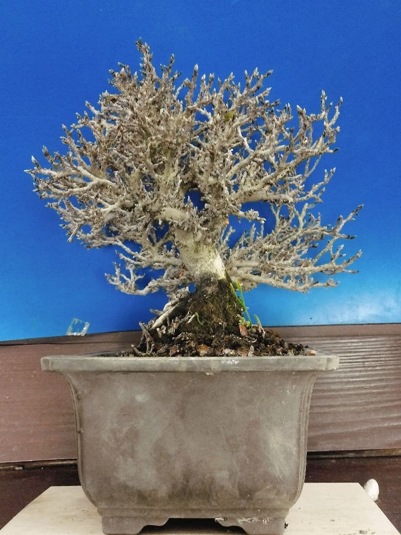 老爺柿 雄木 ロウヤガキ 極小葉性 オス木 盆栽 (X)