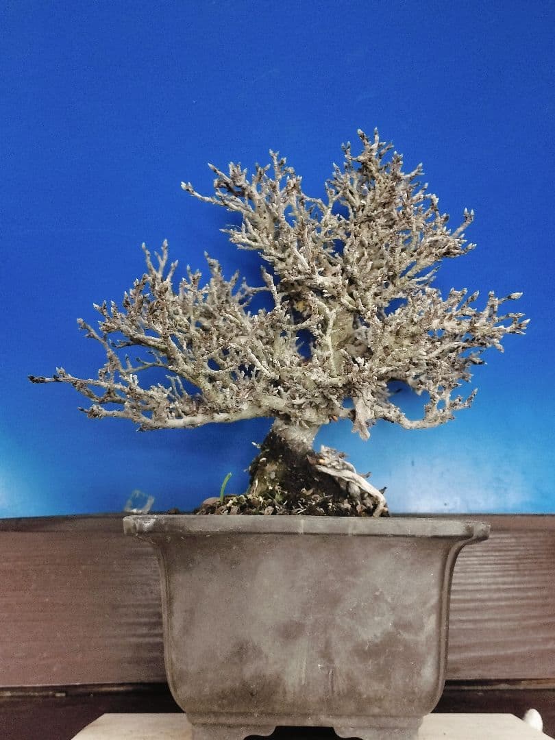 老爺柿 雄木 ロウヤガキ 極小葉性 オス木 盆栽 (X)