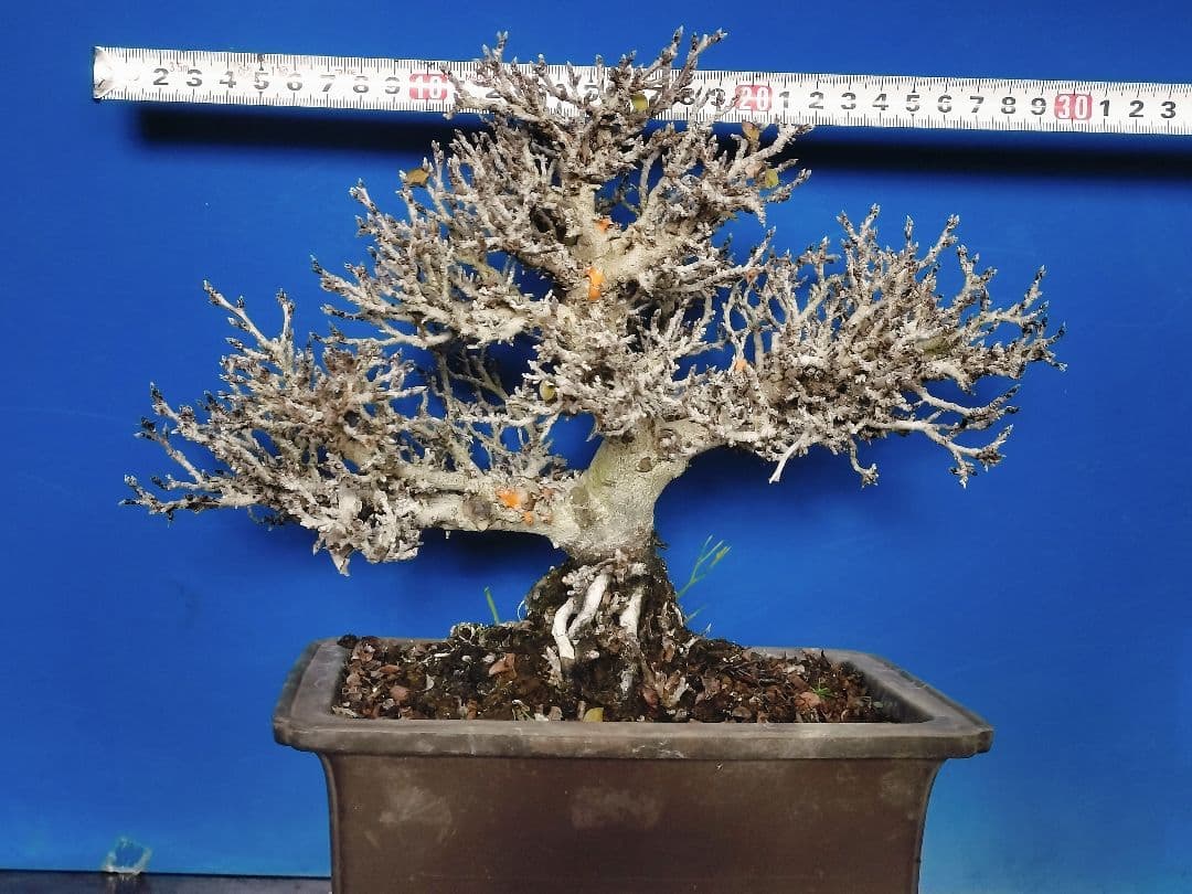 老爺柿 雄木 ロウヤガキ 極小葉性 オス木 盆栽 (X)