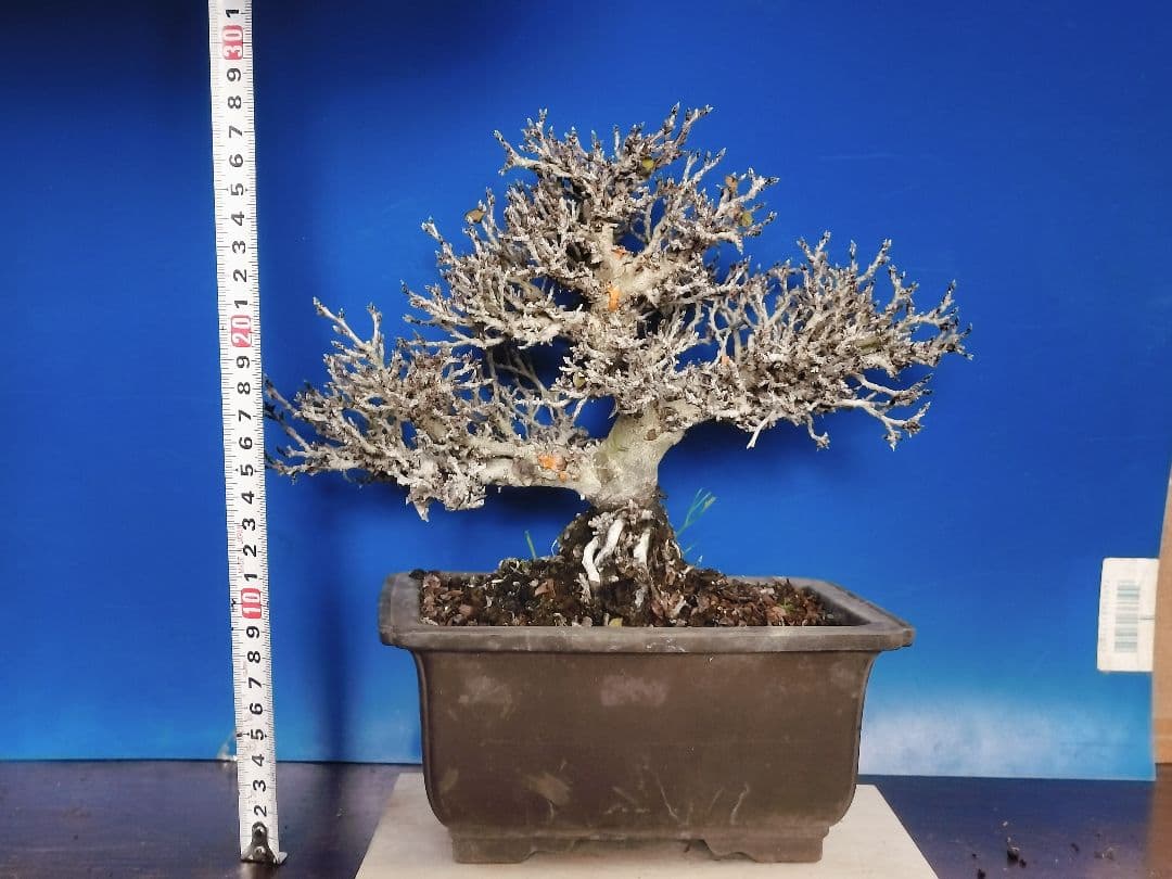 老爺柿 雄木 ロウヤガキ 極小葉性 オス木 盆栽 (X)