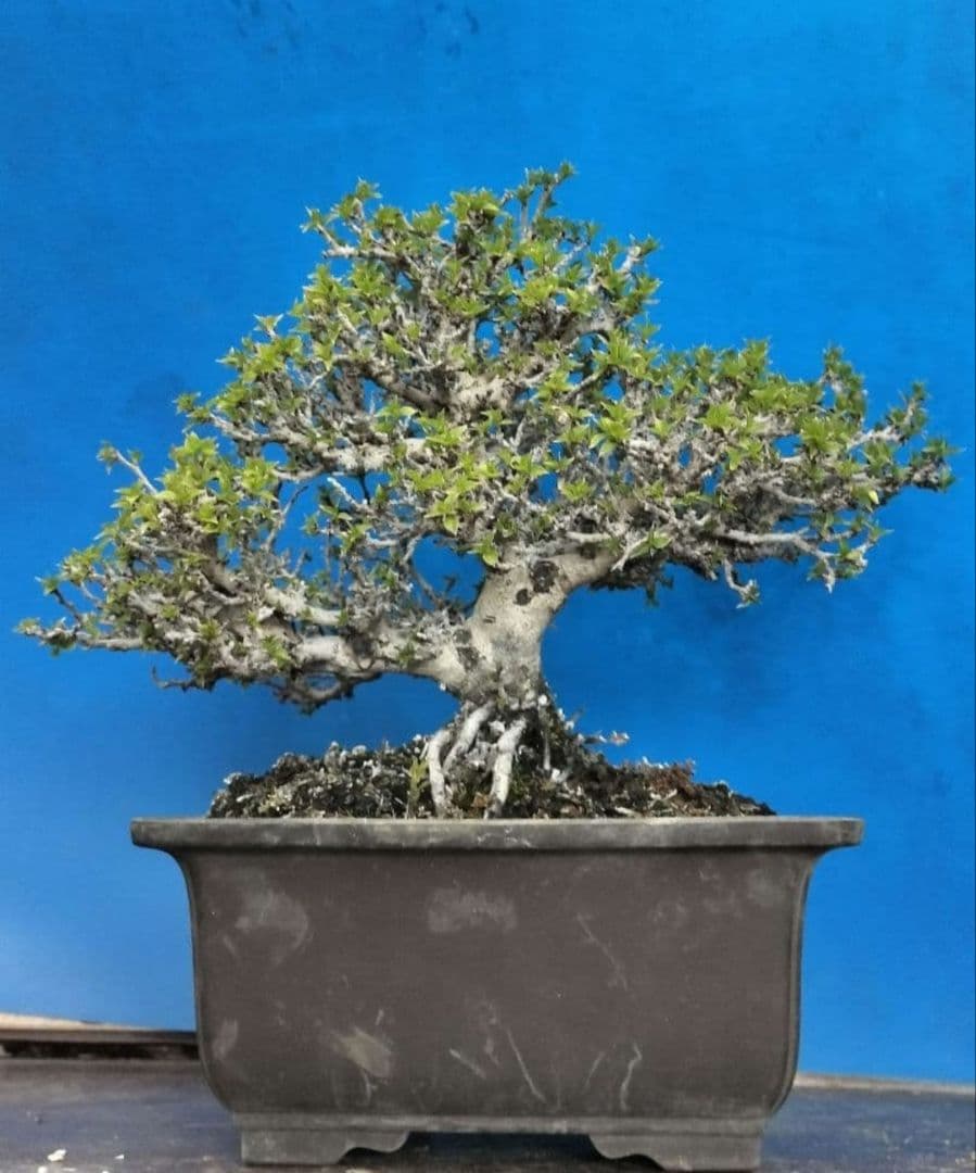 老爺柿 雄木 ロウヤガキ 極小葉性 オス木 盆栽 (X)