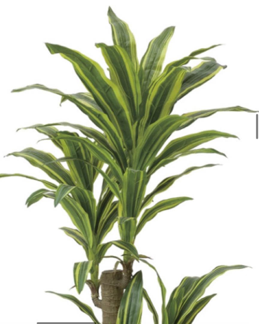 光触媒　人工観葉植物　フェイクグリーン　フレッシュドラセナ 高さ 1.25m