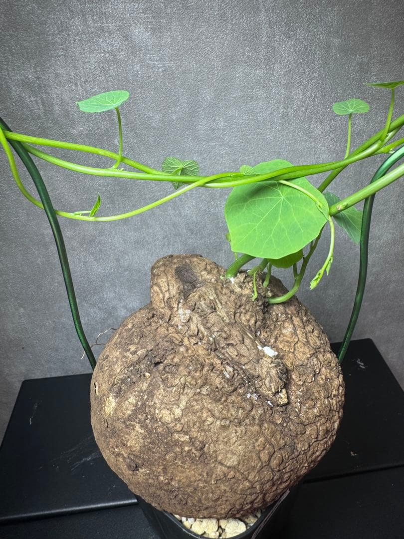 ステファニア・スベローサ（Stephania suberosa）