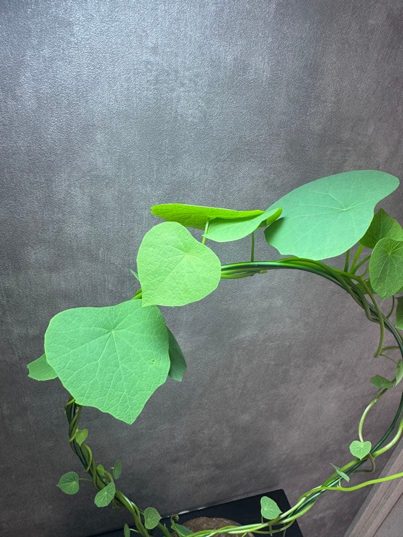 ステファニア・スベローサ（Stephania suberosa）