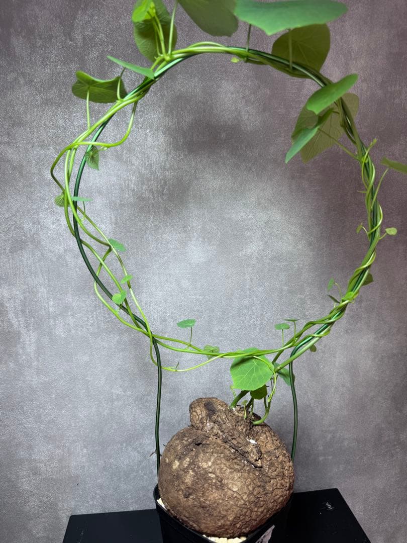 ステファニア・スベローサ（Stephania suberosa）