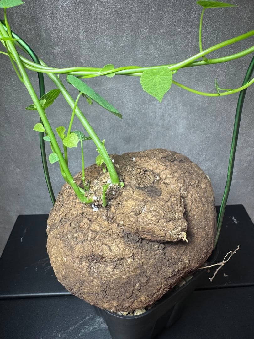 ステファニア・スベローサ（Stephania suberosa）