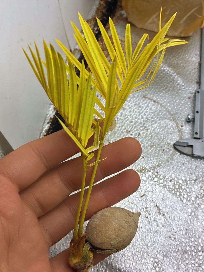 T61黄色の羽状葉の観葉植物、ソテツ錦、稀有株（在庫の最後の1株