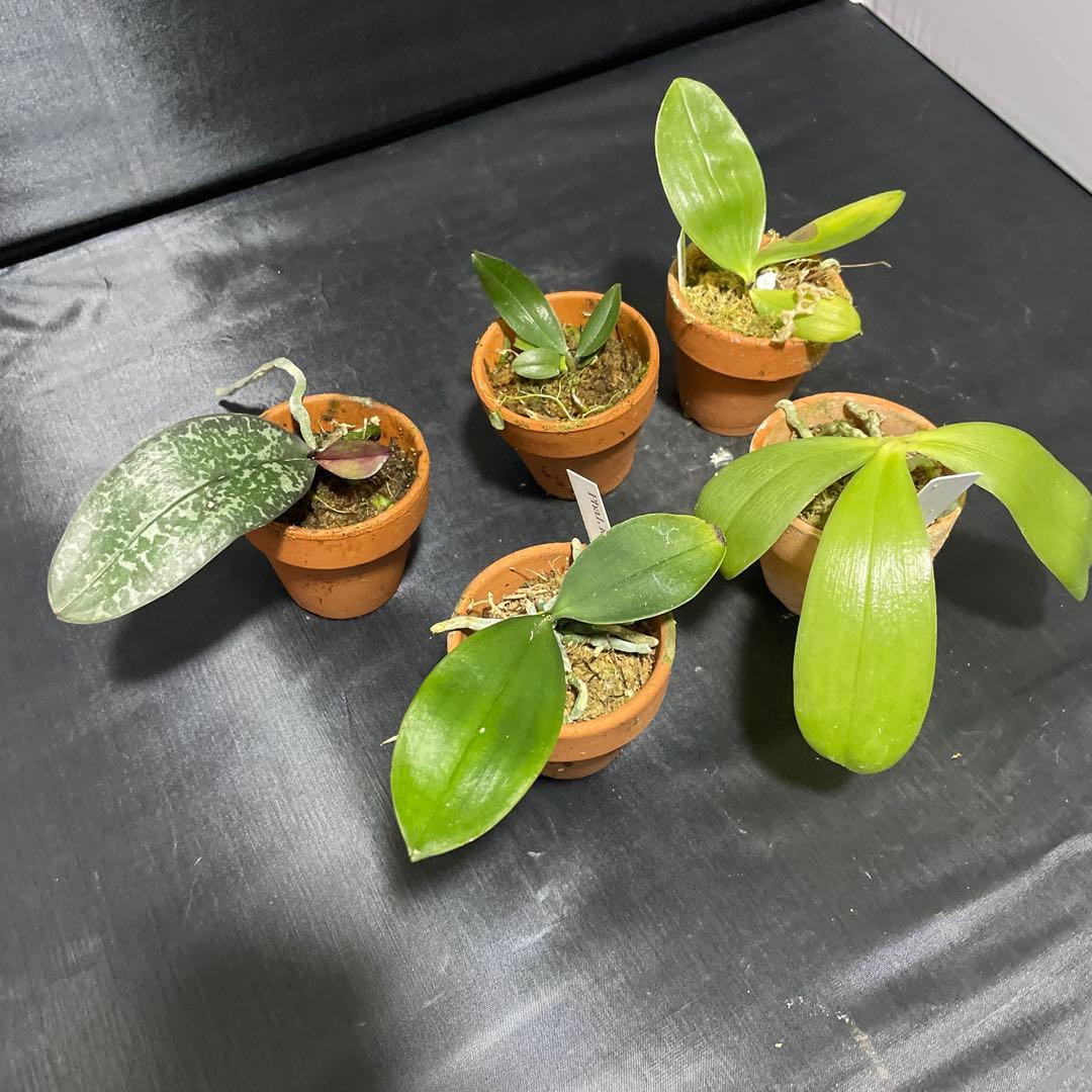 胡蝶蘭　原種　５株セット　年末の株整理セット　ファレノプシス　Phal