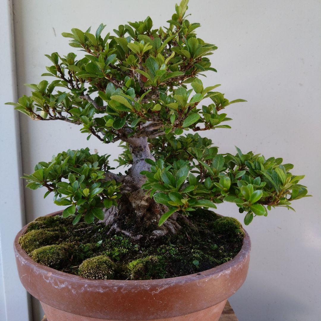 極上さつき盆栽 暁天系さつき - メルカリ