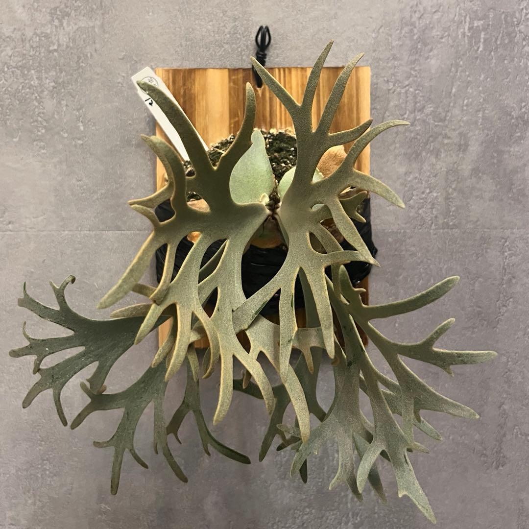 Jenny TC 中株　ビカクシダ　観葉植物