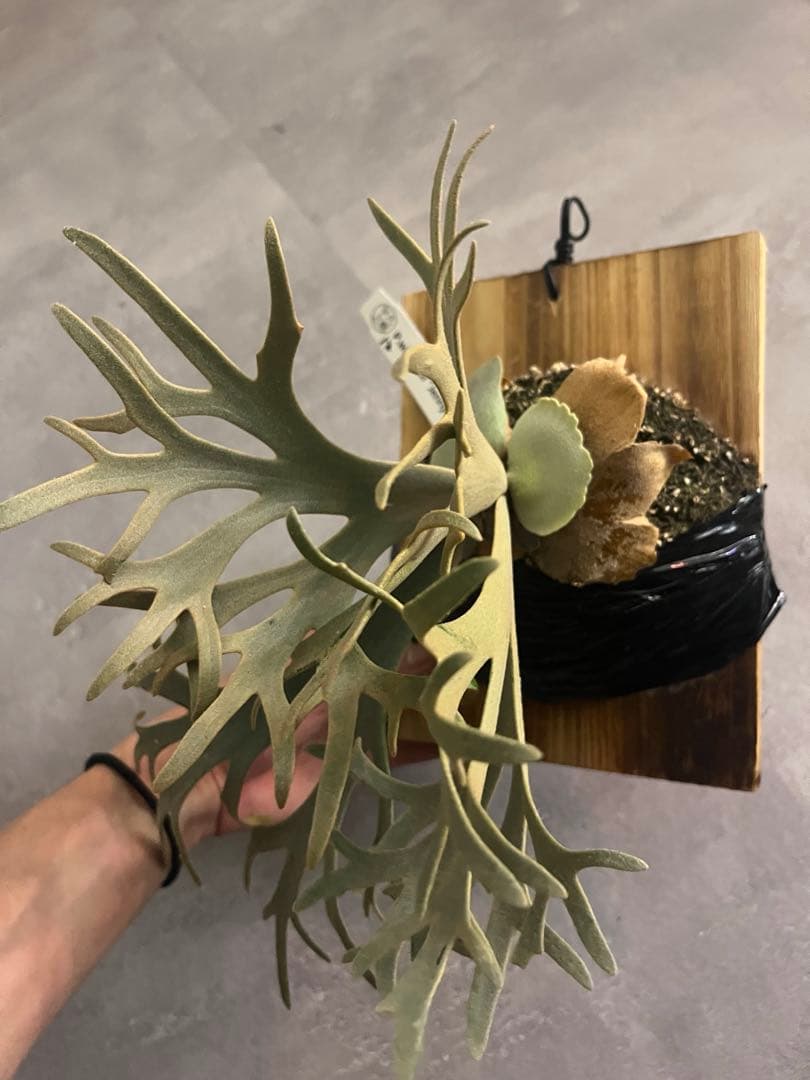 Jenny TC 中株　ビカクシダ　観葉植物