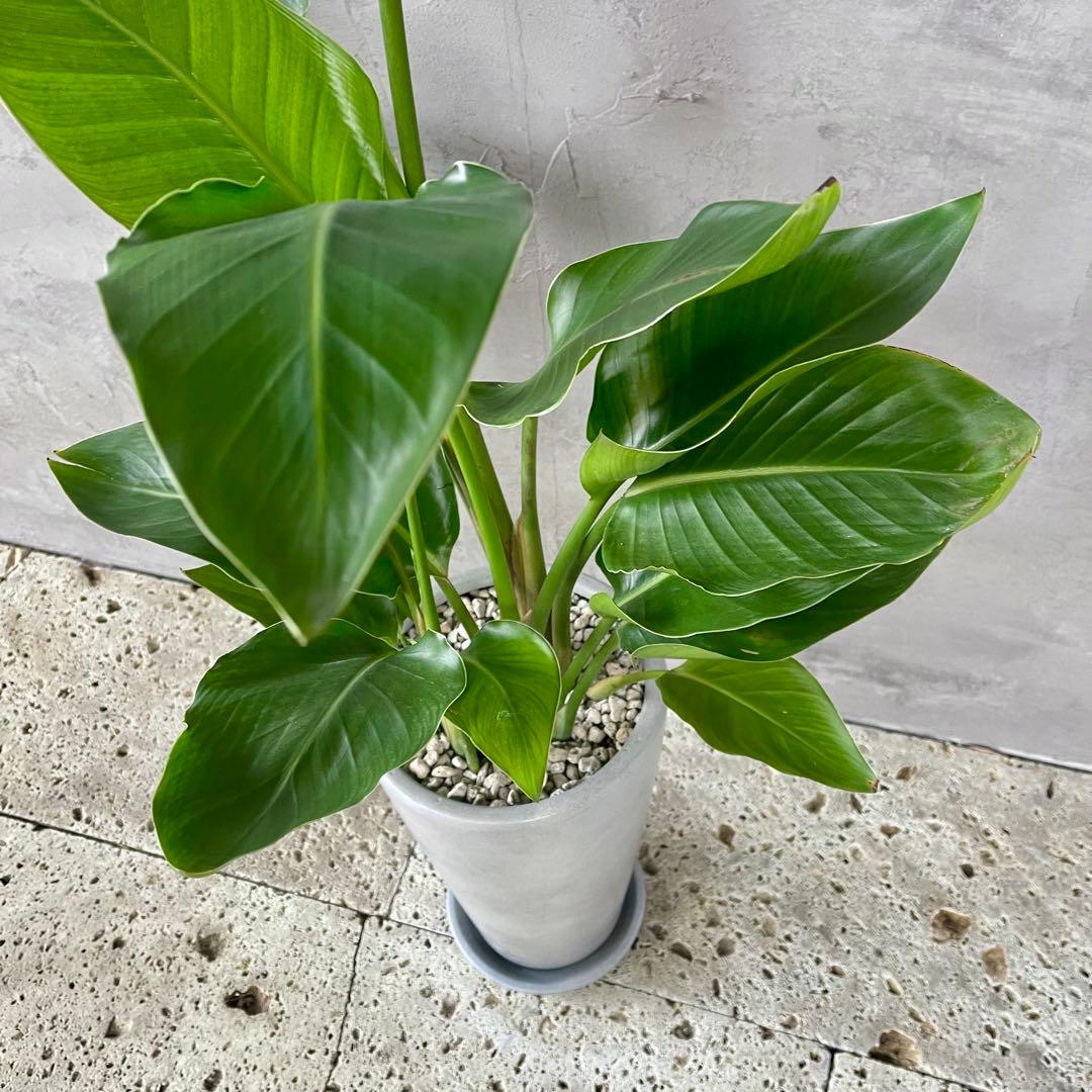 ストレリチア　オーガスタ　3株　陶器鉢　植え込み発送