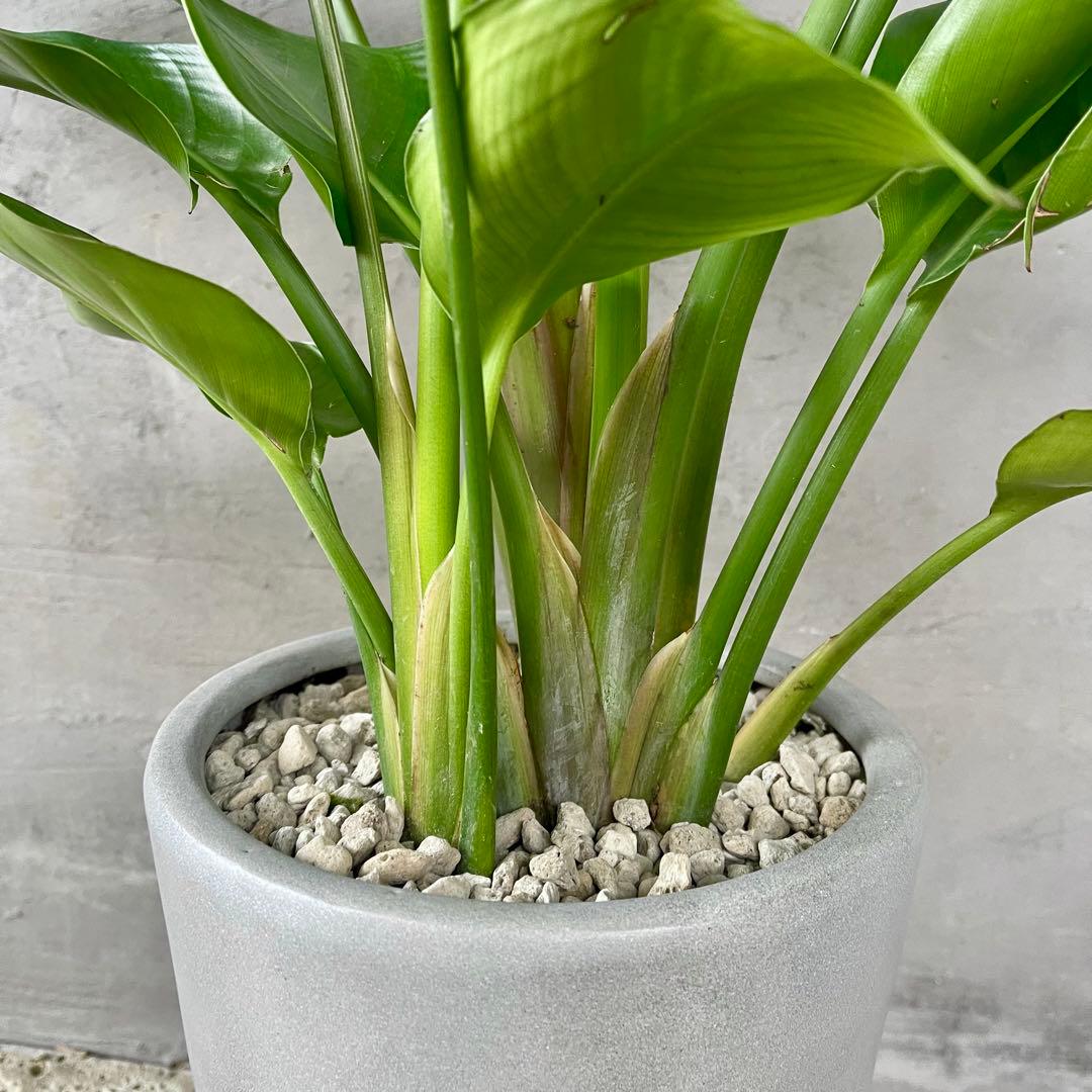 ストレリチア　オーガスタ　3株　陶器鉢　植え込み発送