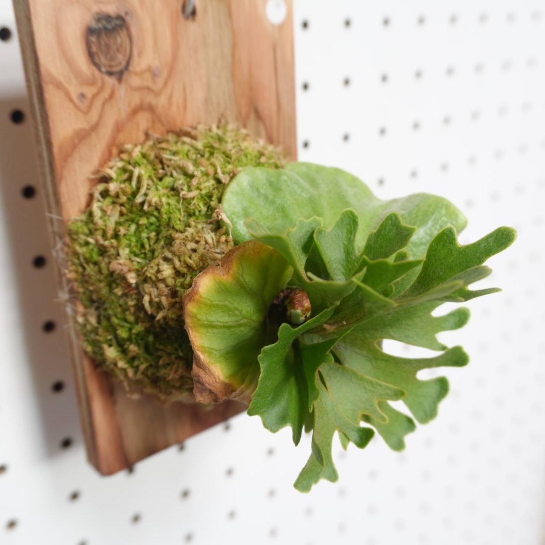 ビカクシダ リドレイ ドワーフ シルバー 小株 R-5 リドレイ ドワーフ