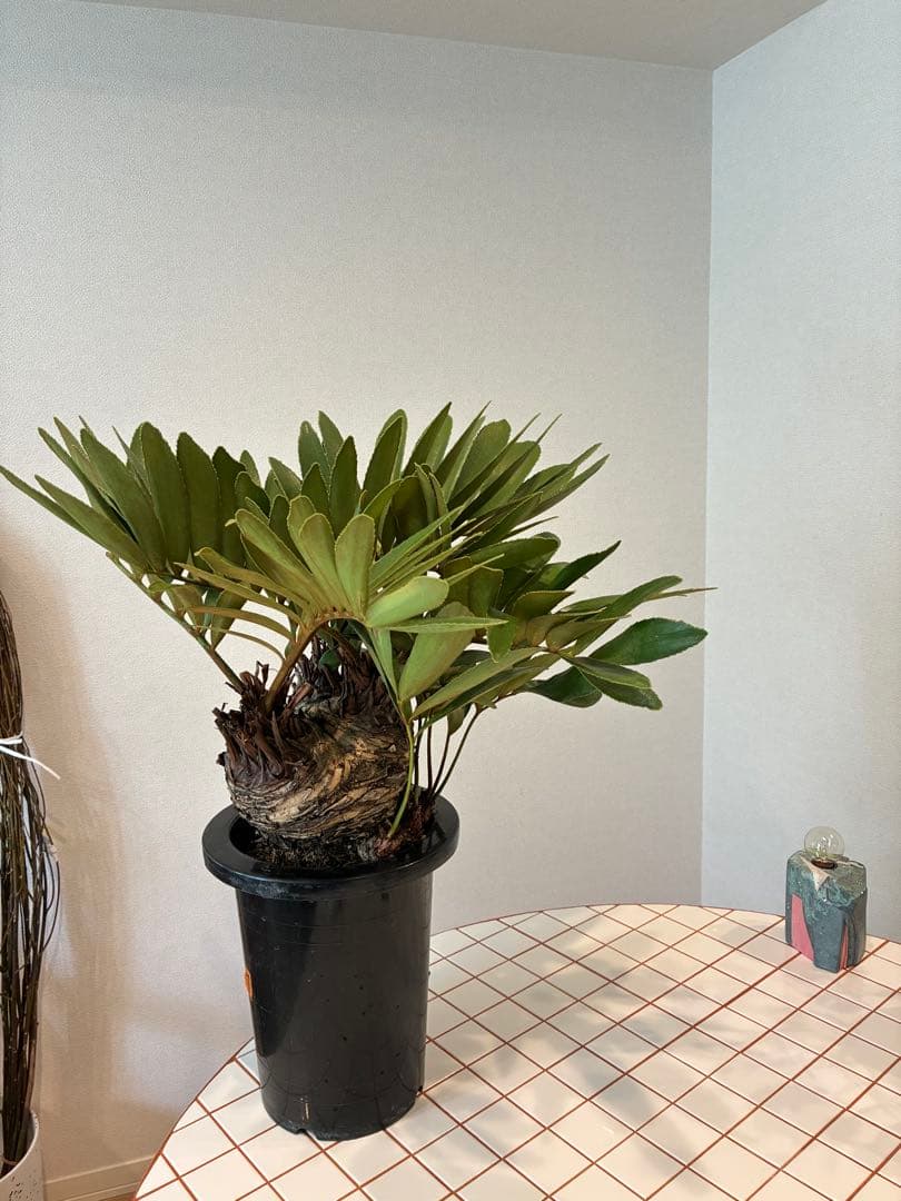 ザミア・フルフラセア 盆栽仕立て 【希少】 7号 - メルカリ