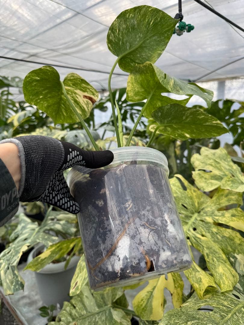 L2 モンステラ　レガシー　送料込み