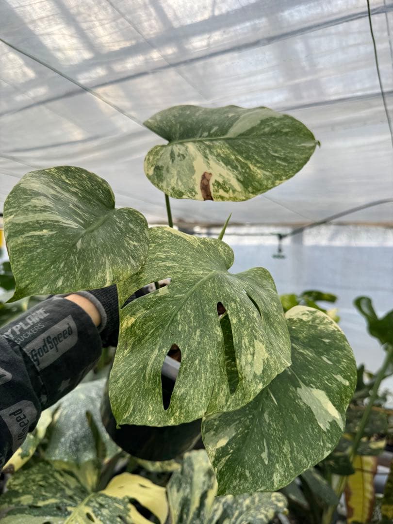 L2 モンステラ　レガシー　送料込み