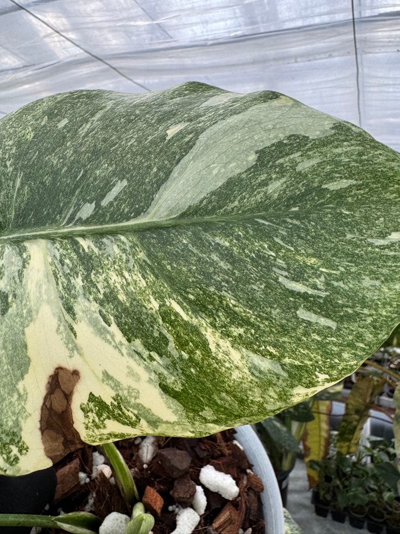 L2 モンステラ　レガシー　送料込み