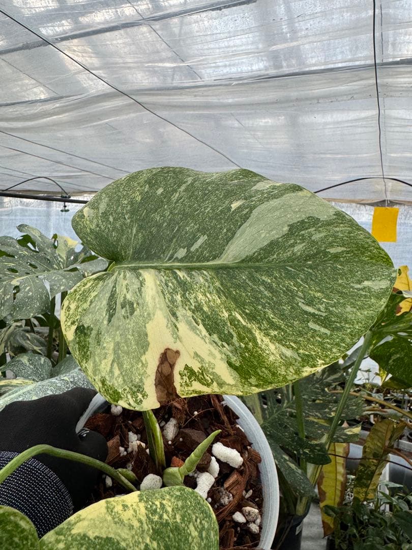 L2 モンステラ　レガシー　送料込み